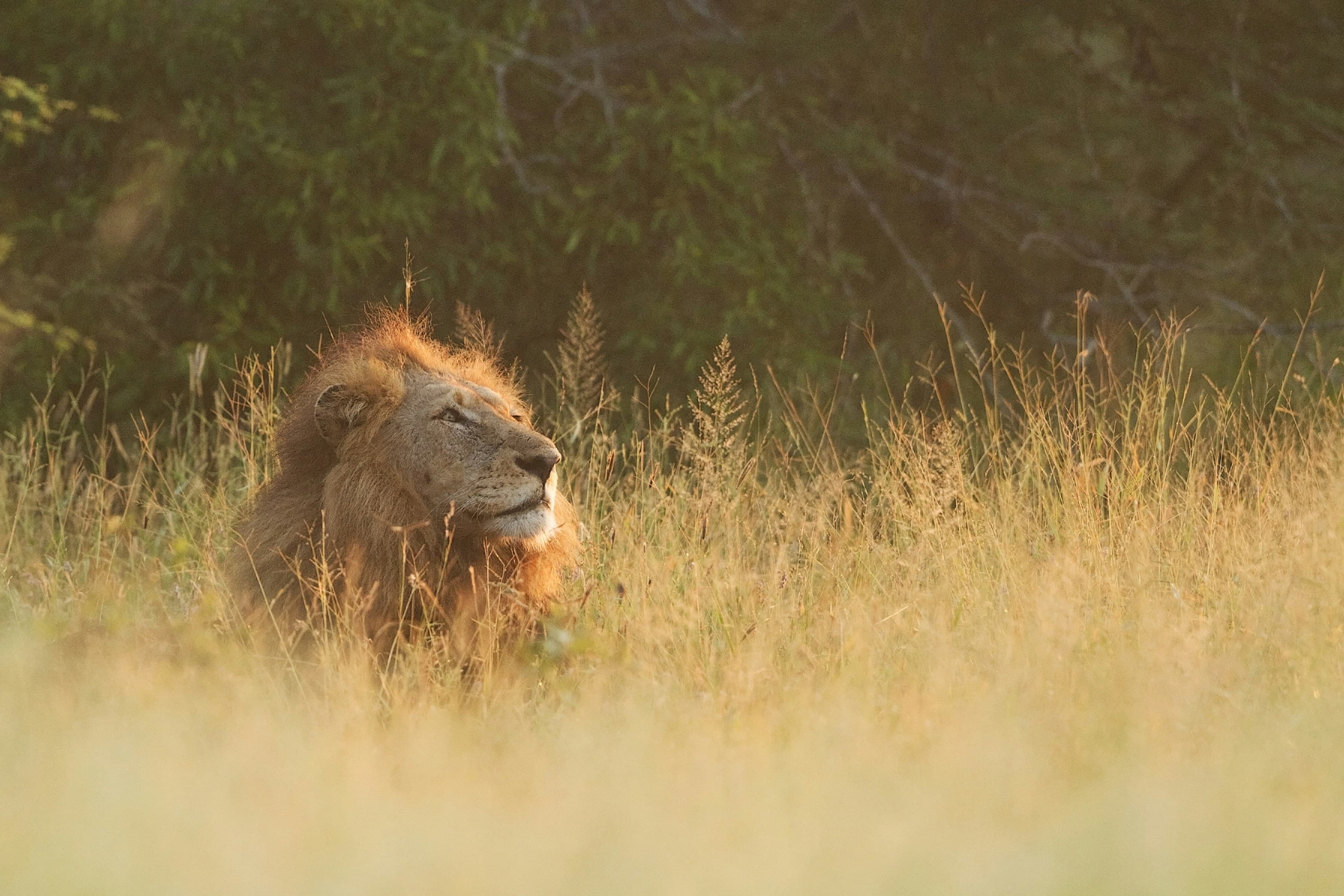 A male lion resting in golden grass at Dinokeng Game Reserve
