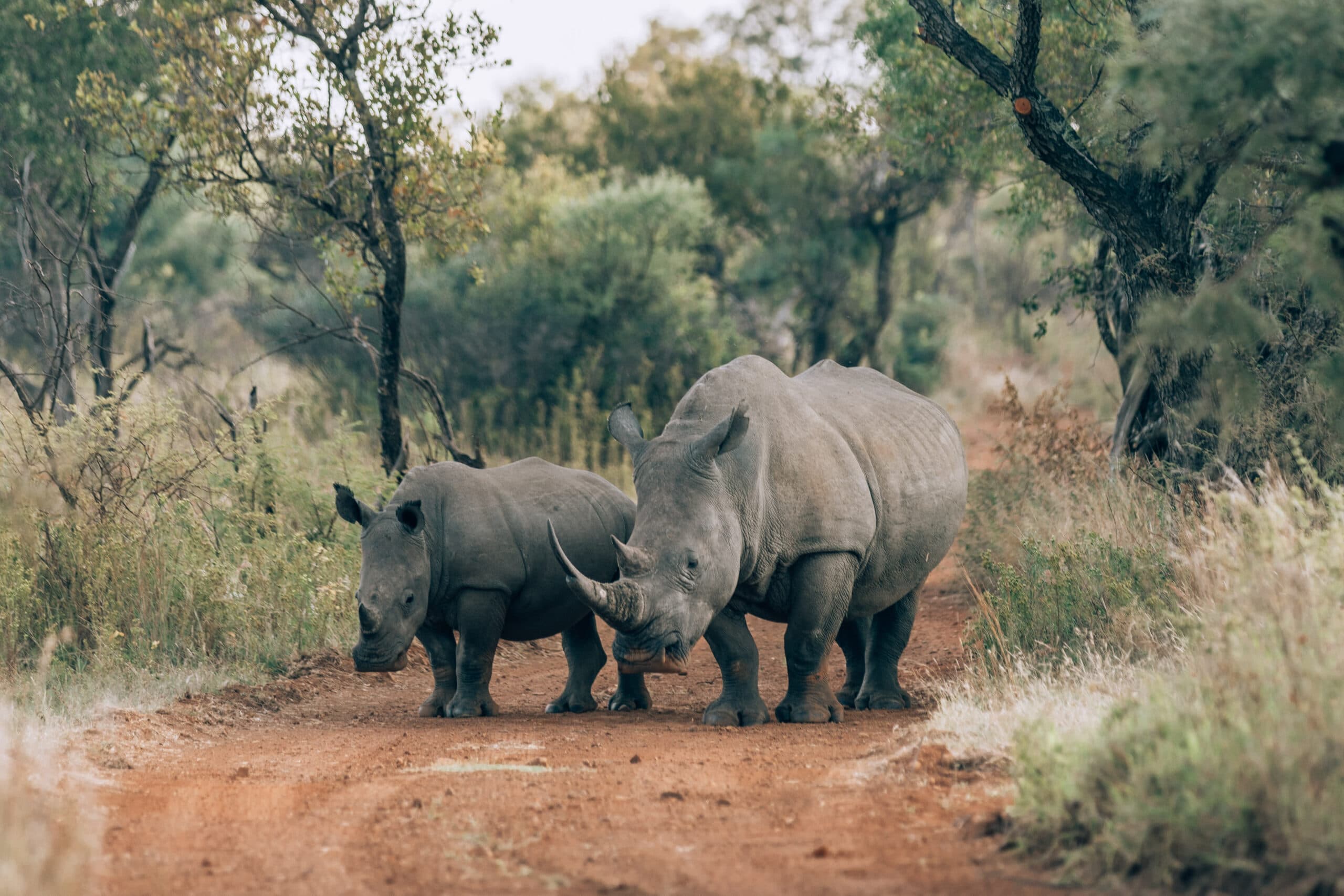 White rhinos on a bushveld road at Dinokeng Game Reserve